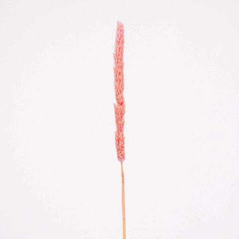 Pink Dried Thypa Flower Stem