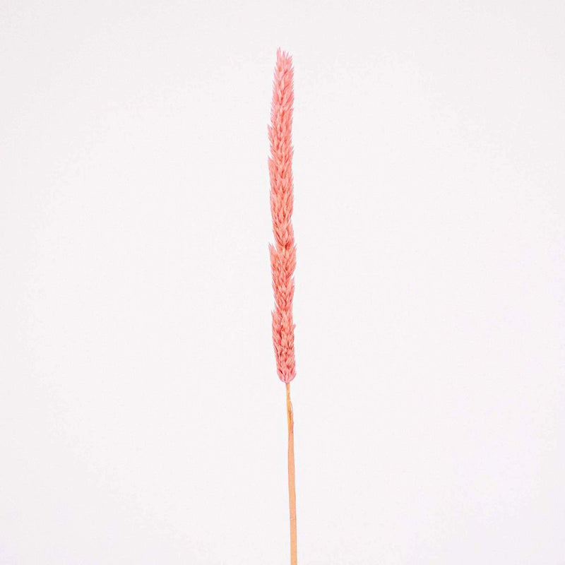 Pink Dried Thypa Flower Stem
