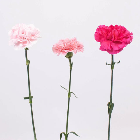 Pink and Hot Pink Carnation Flower Stem