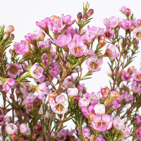 Pinky Lavender Wax Flower Up Close