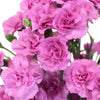 Pink Lilac Mini Carnation Flowers
