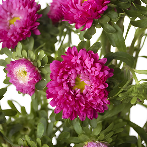 Monochromatic Pink Matsumoto Flowers