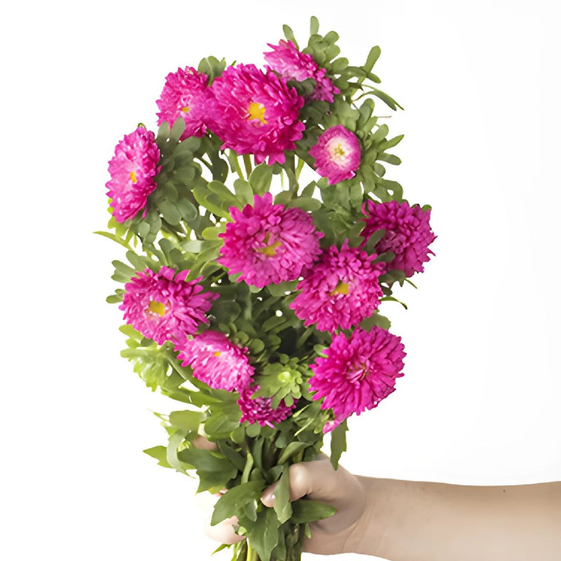 Monochromatic Pink Matsumoto Flowers
