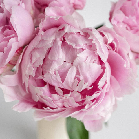 Pink Peony Close Up - Image