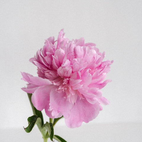 Pink Peony Stem - Image