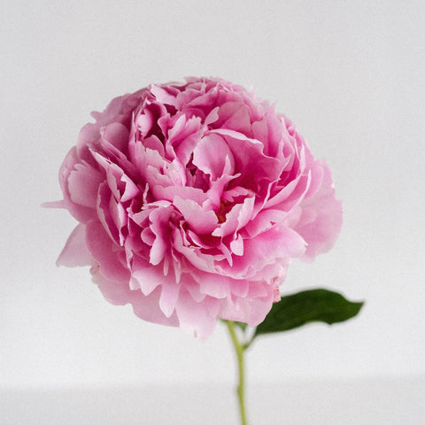 Pink Peony Stem - Image