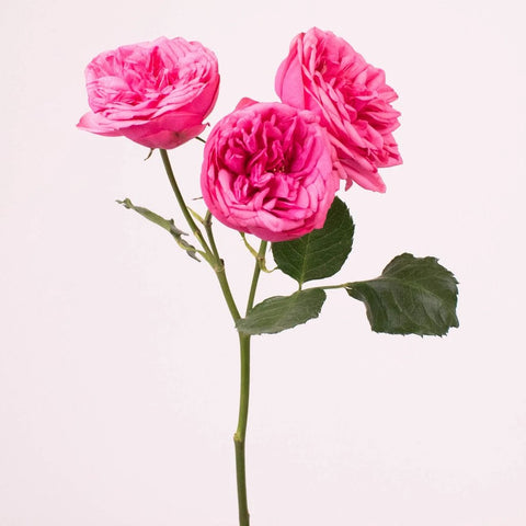 Pink Piano Peony Spray Roses Stem