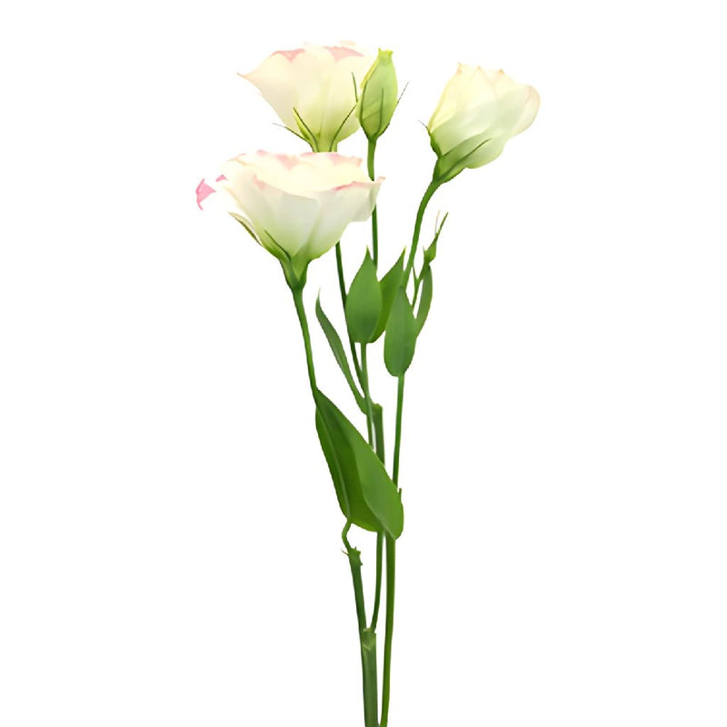 Pink Picote Lisianthus Wholesale Flower Stem