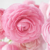 Pink Ranunculus Fresh Cut Flower