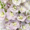 Pink River Designer Delphinium Flower