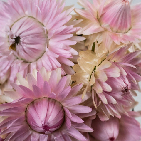 Pink Straw Flower Up Close