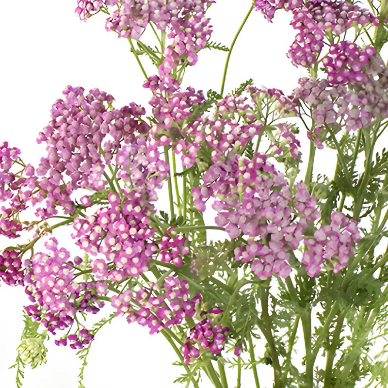 Yarrow Cottage Pink Flower