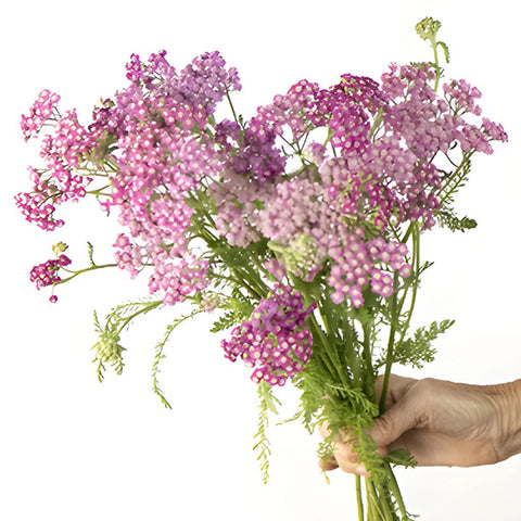 Yarrow Cottage Pink Flower