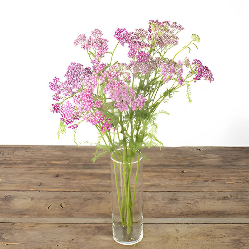 Yarrow Cottage Pink Flower
