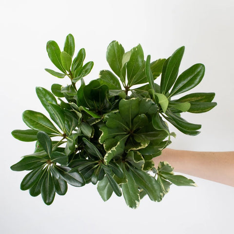 Pittosporum Gets Married DIY Flower Kit in Hand