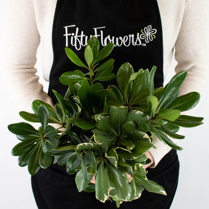 Pittosporum Gets Married DIY Flower Bouquet in Hand