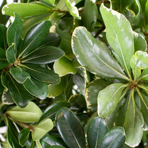 Pittosporum Gets Married DIY Flower Kit Up Close