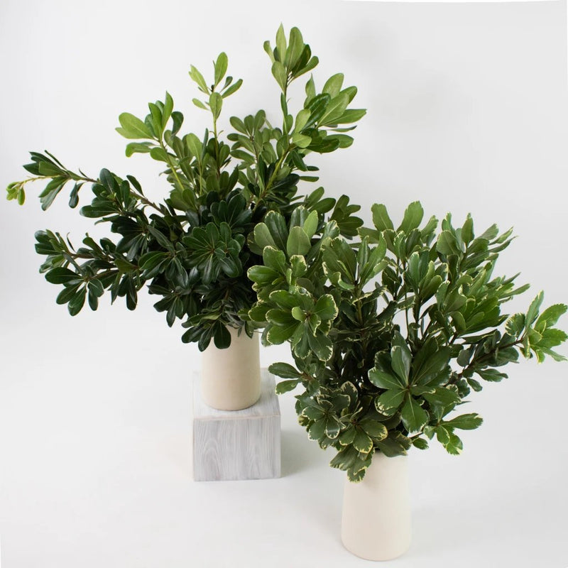Pittosporum Gets Married DIY Flower Kit Recipe