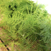 Plumosa Fern Garland