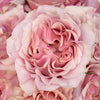 Garden Rose Powder Pink