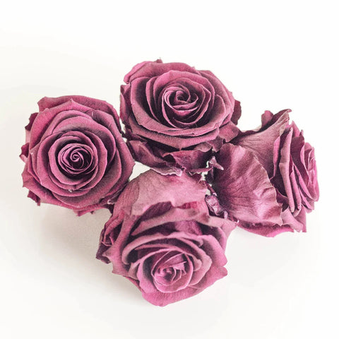 Preserved Cranberry Rose Apron - Image