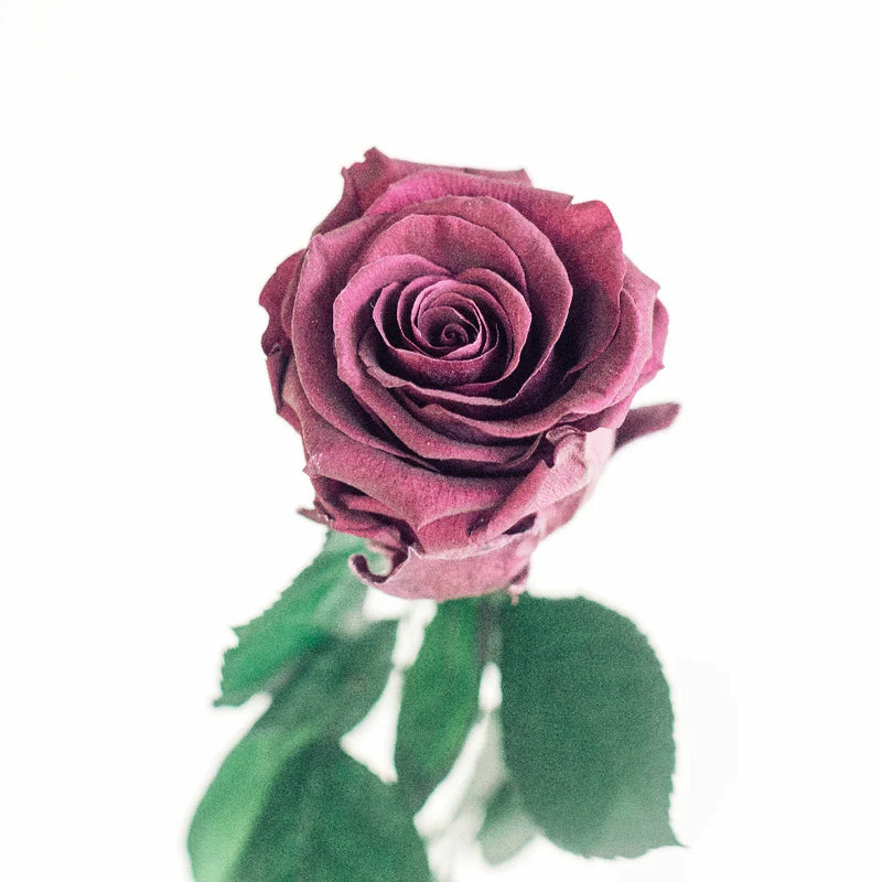 Preserved Cranberry Rose Vase - Image