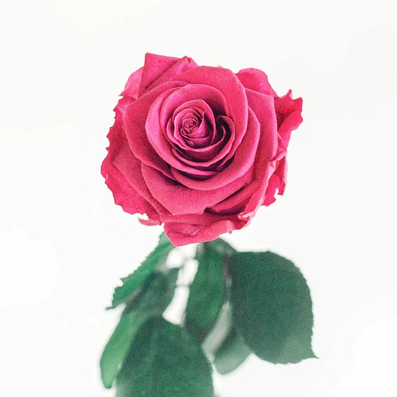 Preserved Wine Rose Vase - Image