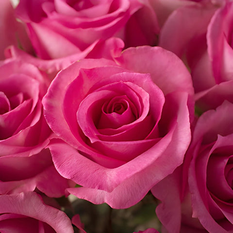 Priceless Pink Roses up close
