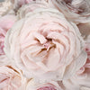 Blush Pink Garden Rose Prince Jardiniere