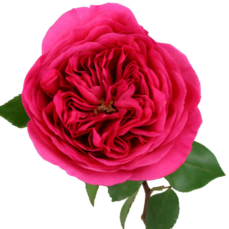 Princess Pink Garden Rose Stem