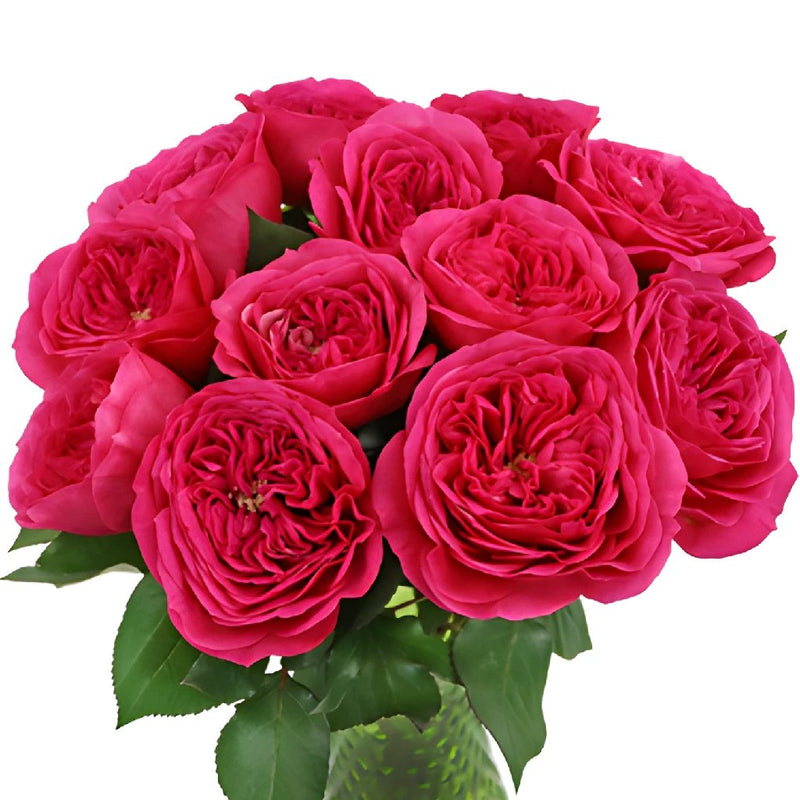 Princess Pink Garden Wholesale Roses In a vase