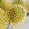 Protea Yellow Pin Cushion Flower