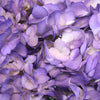 Purple Airbrushed Hydrangea