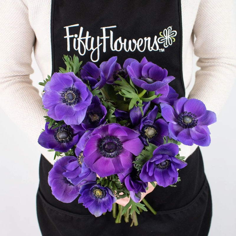 Purple Anemone Flower Bunch in Hand