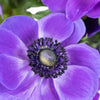 Purple Fresh Cut Anemone Flower