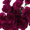 Purple Mini Carnation Flowers