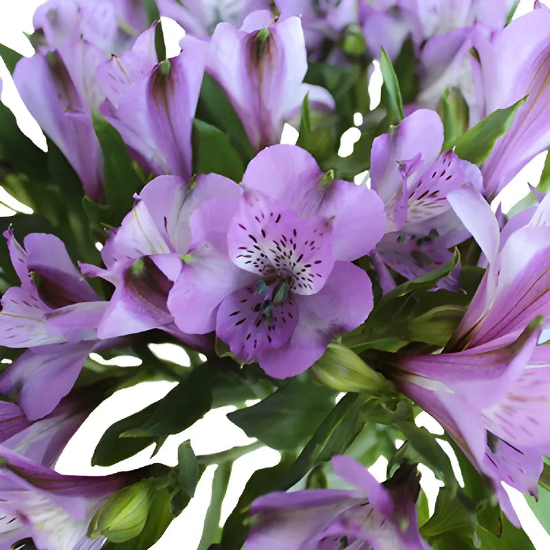 Purple Passion Alstroemeria Flowers Close Up - Image