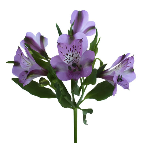 Purple Passion Alstroemeria Flowers Stem - Image