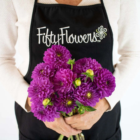 Purple Passion Dahlia Flower Bunch in Hand