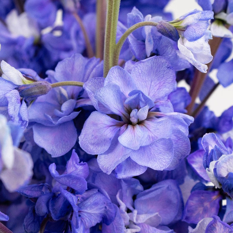 Purple Tinted Stock Flower Up Close