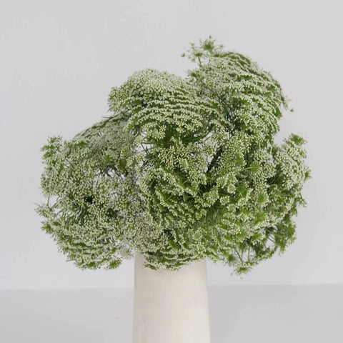 Queen Annes Lace Filler Flower Vase - Image