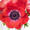 Red Fresh Cut Anemone Flower