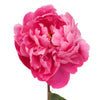 Red Sarah Bernhardt Peony for May Delivery