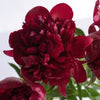 Cranberry Red Peony Flowers June Delivery