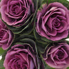 Kale Purple and Green Fresh Flower