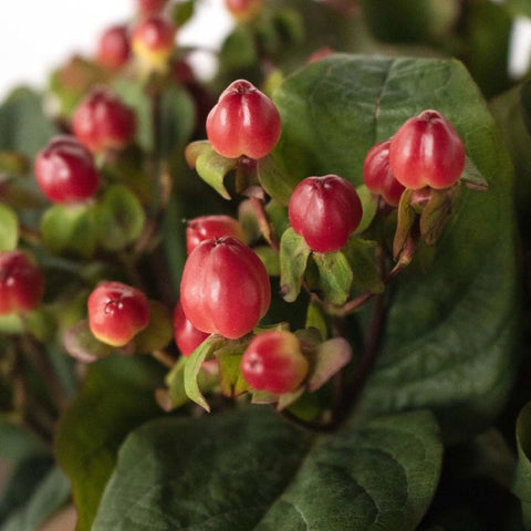 Red hypericum berry DIY wedding flower