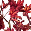 Kangaroo Paw Red Bulk Flower