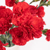 Red Mini Carnation Flowers