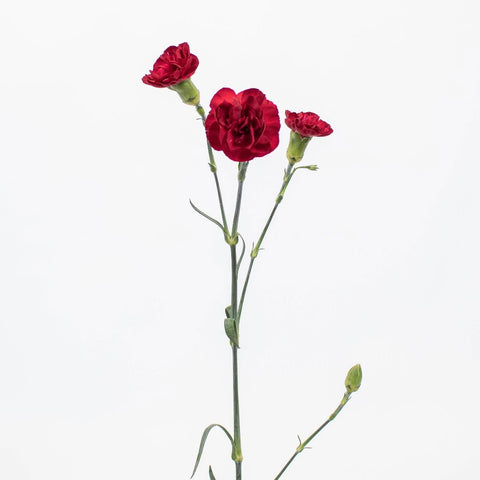 Red Mini Carnation Flower Stem