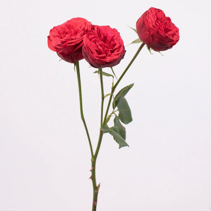 Red Piano Garden Roses Stem